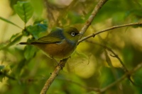 Kruhoocko australopacificke - Zosterops lateralis - Silvereye - tauhou 3699